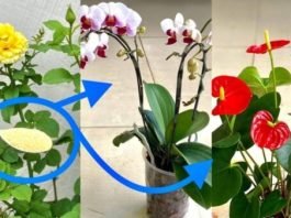 Transforme seu Jardim com Fertilizante Caseiro: Receita Simples para Flores Deslumbrantes