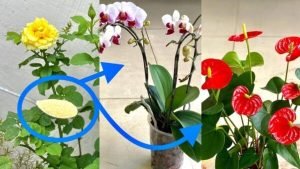 Transforme seu Jardim com Fertilizante Caseiro: Receita Simples para Flores Deslumbrantes